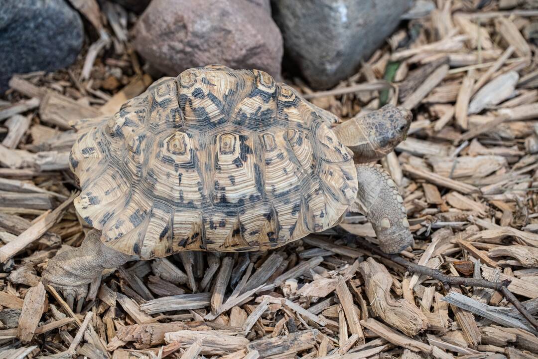 Pirmieji Lietuvos zoologijos sodo lankytojai