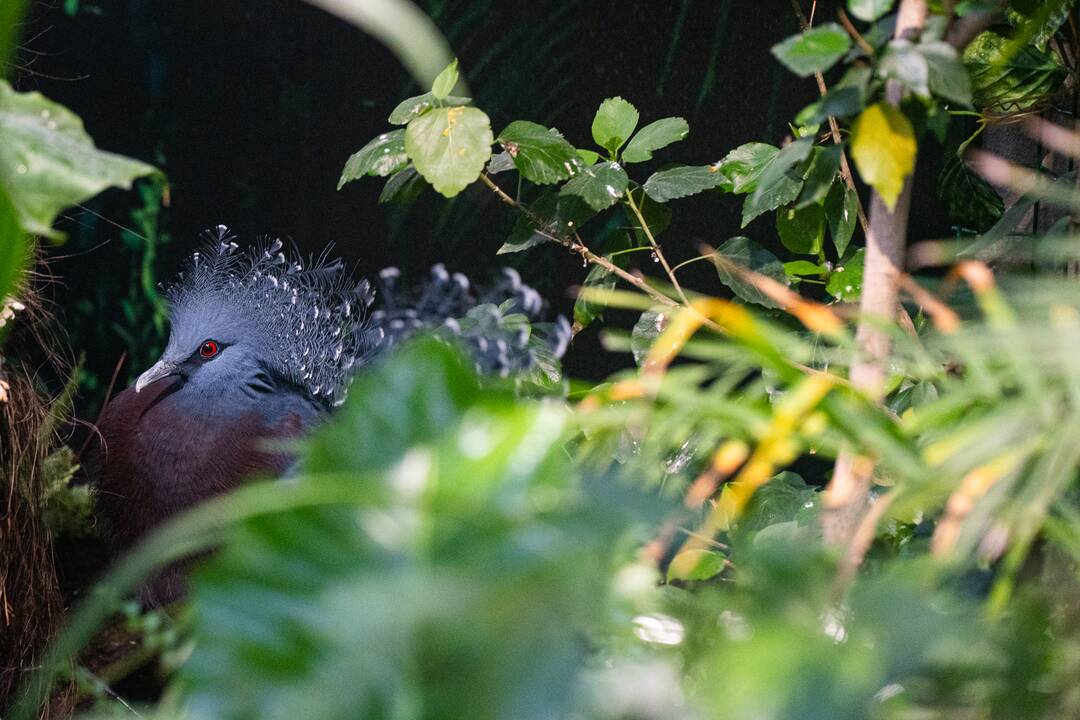 Pirmieji Lietuvos zoologijos sodo lankytojai