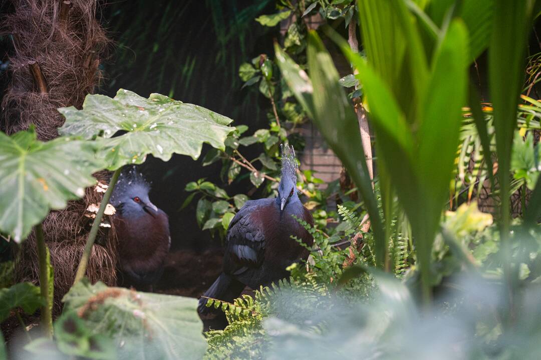 Pirmieji Lietuvos zoologijos sodo lankytojai