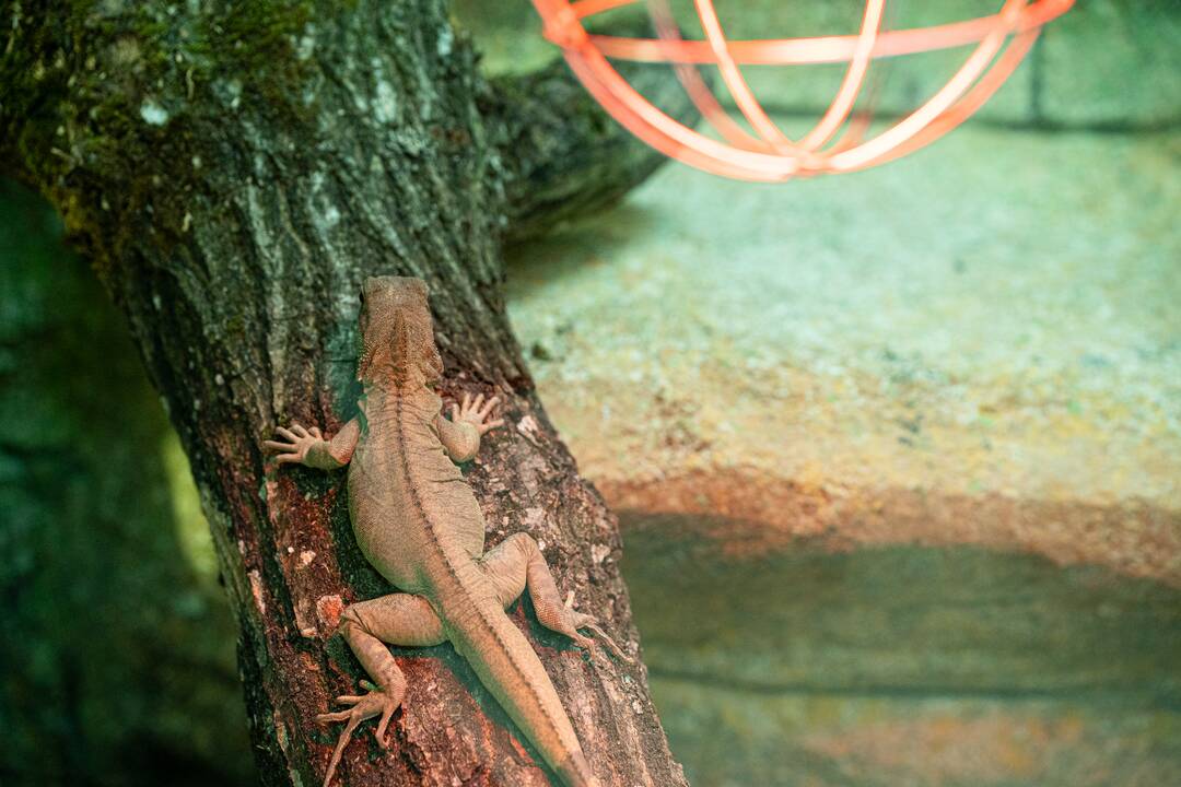 Pirmieji Lietuvos zoologijos sodo lankytojai