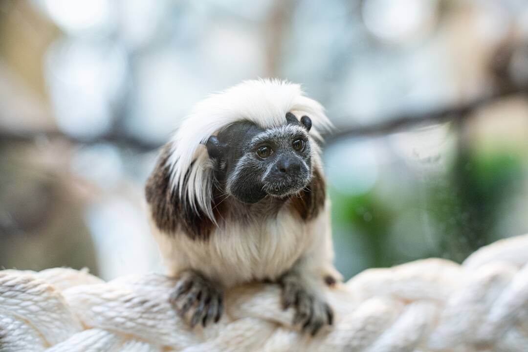 Pirmieji Lietuvos zoologijos sodo lankytojai