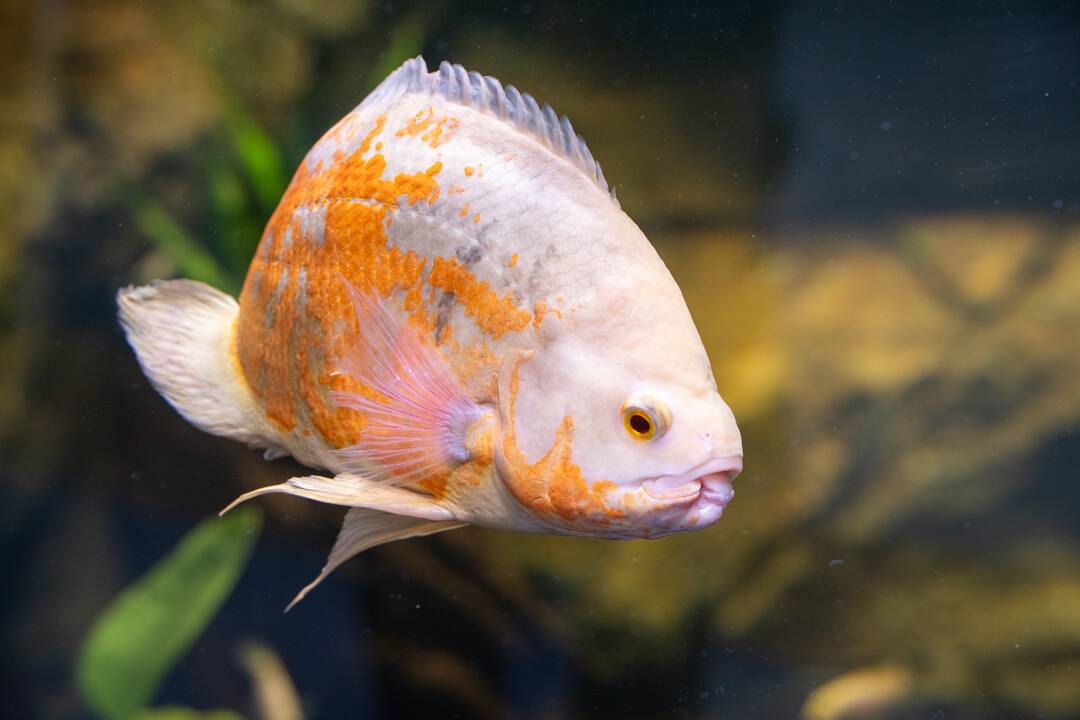 Pirmieji Lietuvos zoologijos sodo lankytojai