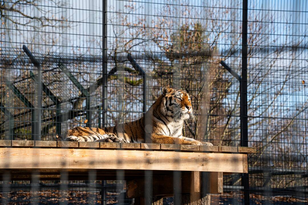 Pirmieji Lietuvos zoologijos sodo lankytojai