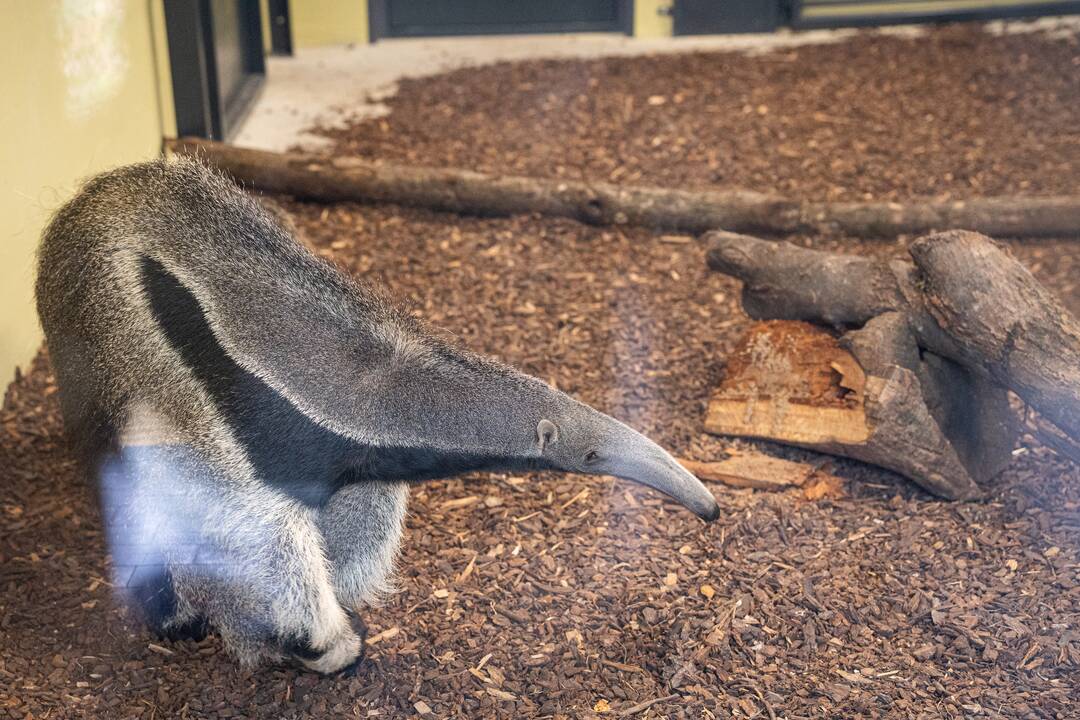 Pirmieji Lietuvos zoologijos sodo lankytojai