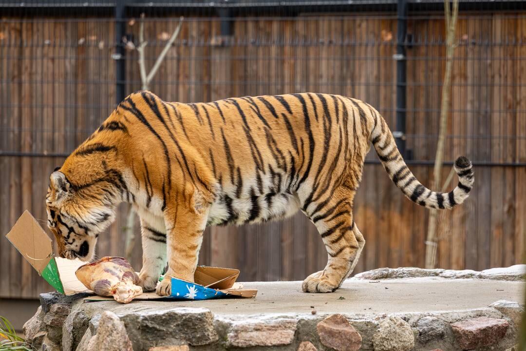 Kalėdos Lietuvos zoologijos sode