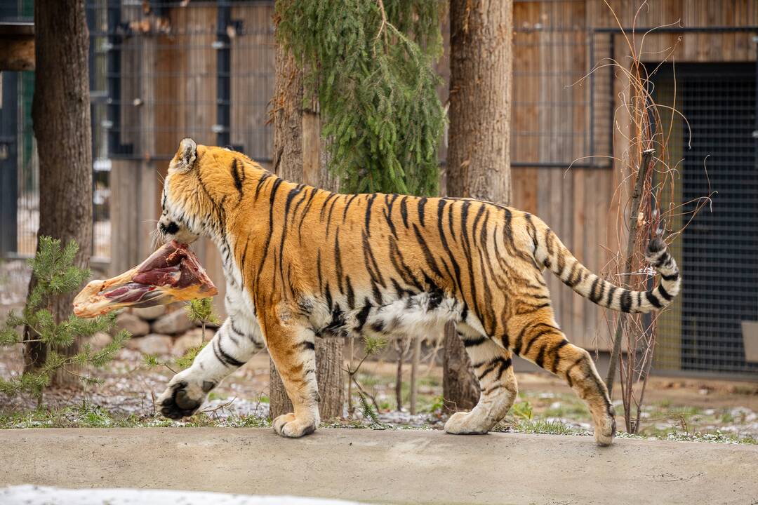 Kalėdos Lietuvos zoologijos sode