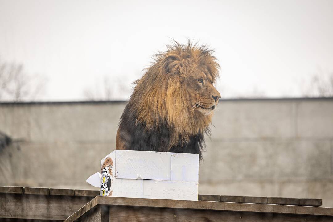 Kalėdos Lietuvos zoologijos sode