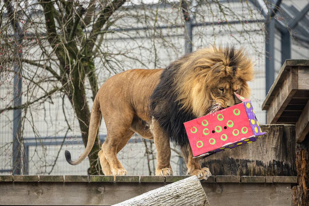 Kalėdos Lietuvos zoologijos sode