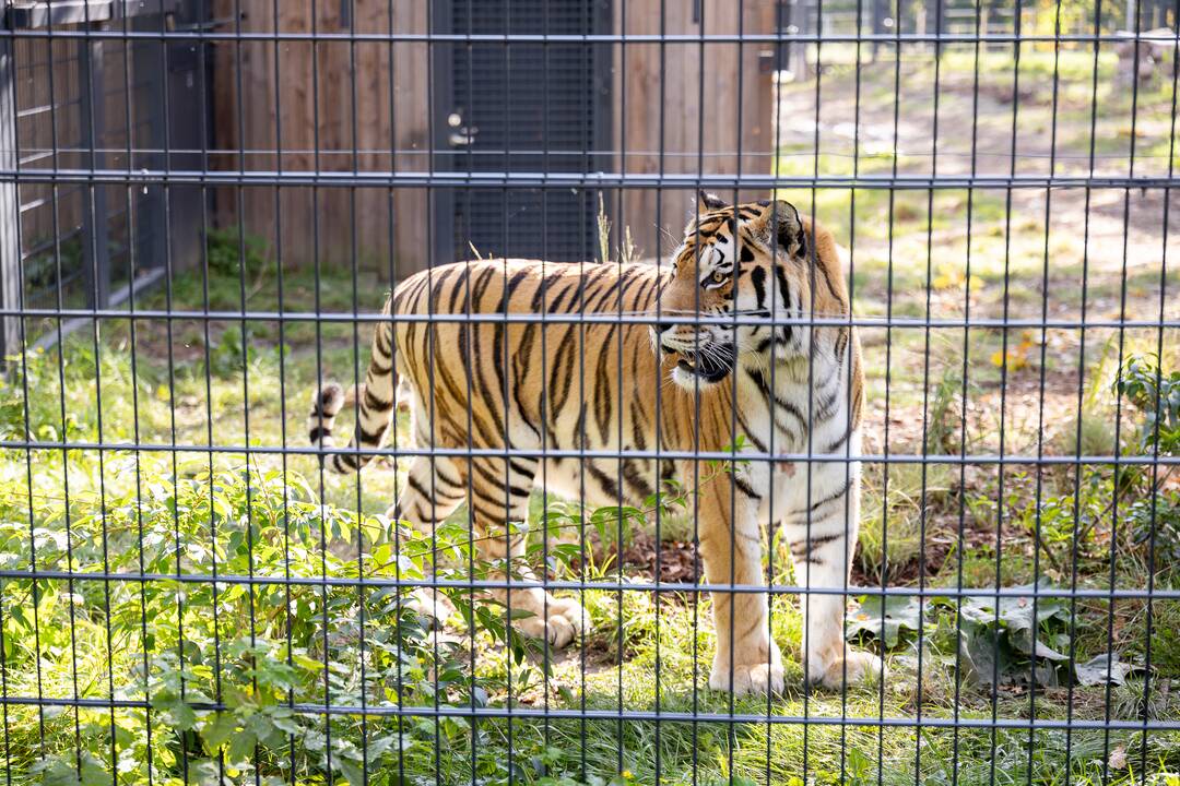 Lietuvos zoologijos sode apsigyveno tigrė