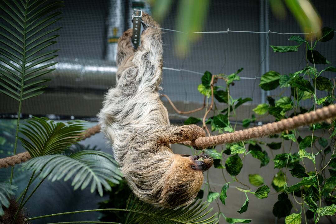 Lietuvos zoologijos sode – naujokas tinginys