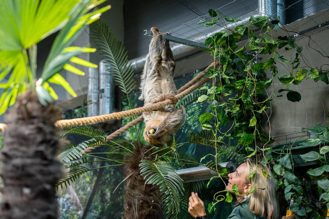 Lietuvos zoologijos sode – naujokas tinginys