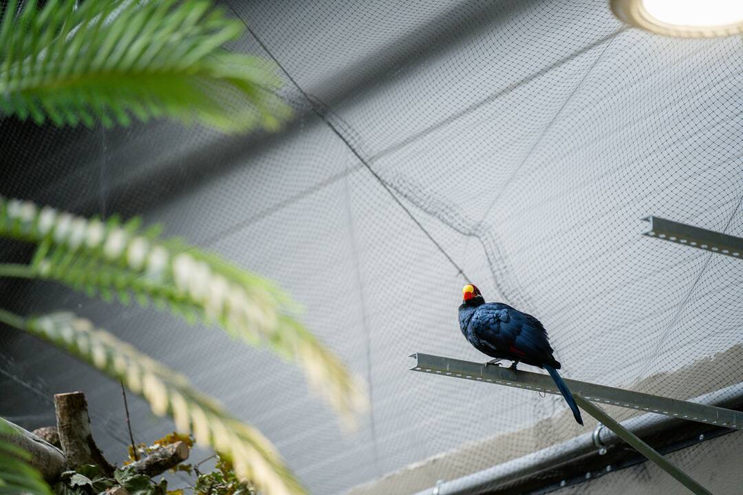 Lietuvos zoologijos sode – naujokas tinginys