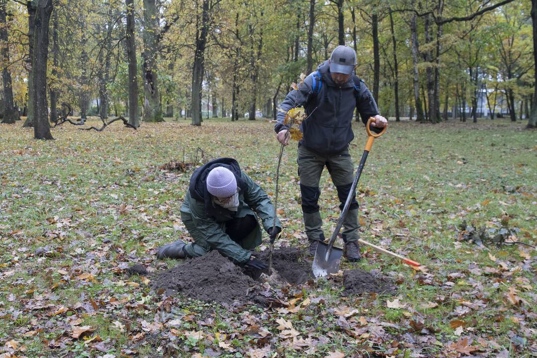 Kauno Ąžuolyno parką papildė nauji medeliai