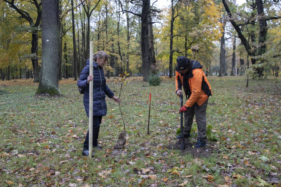 Kauno Ąžuolyno parką papildė nauji medeliai