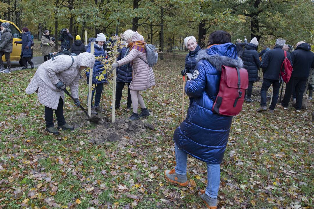 Kauno Ąžuolyno parką papildė nauji medeliai