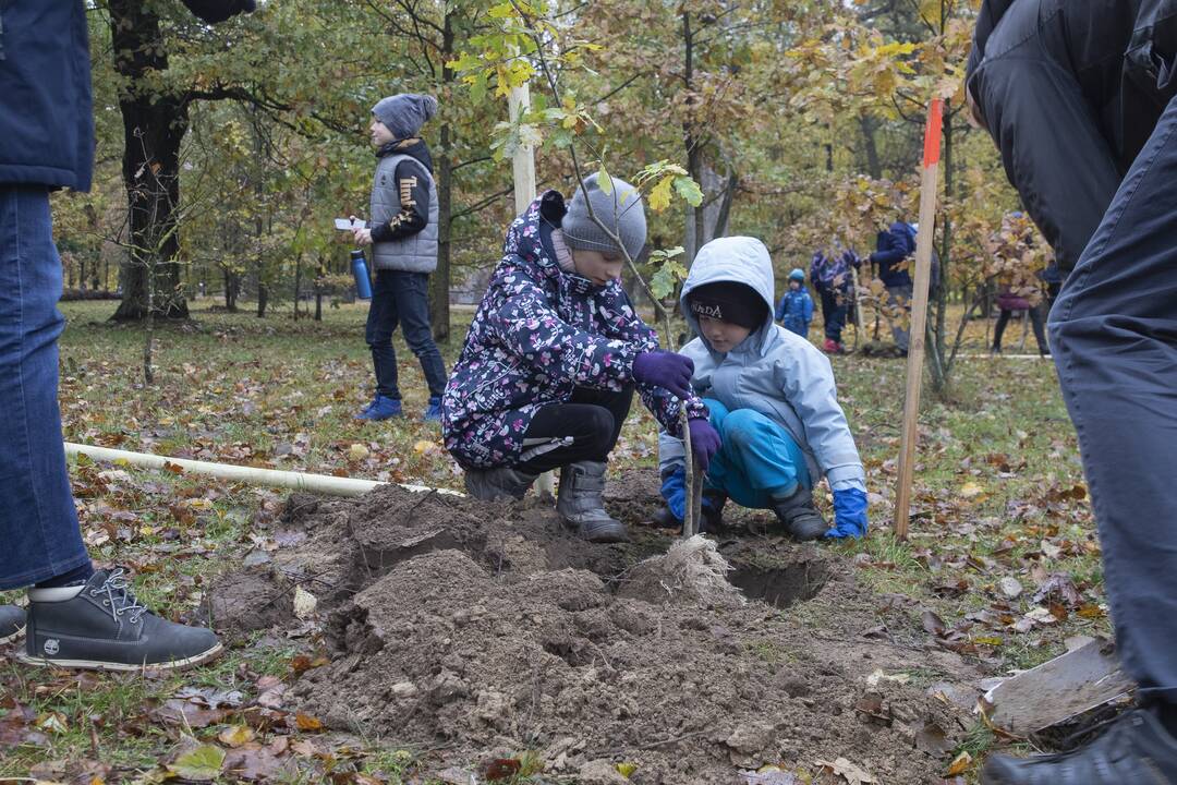 Kauno Ąžuolyno parką papildė nauji medeliai