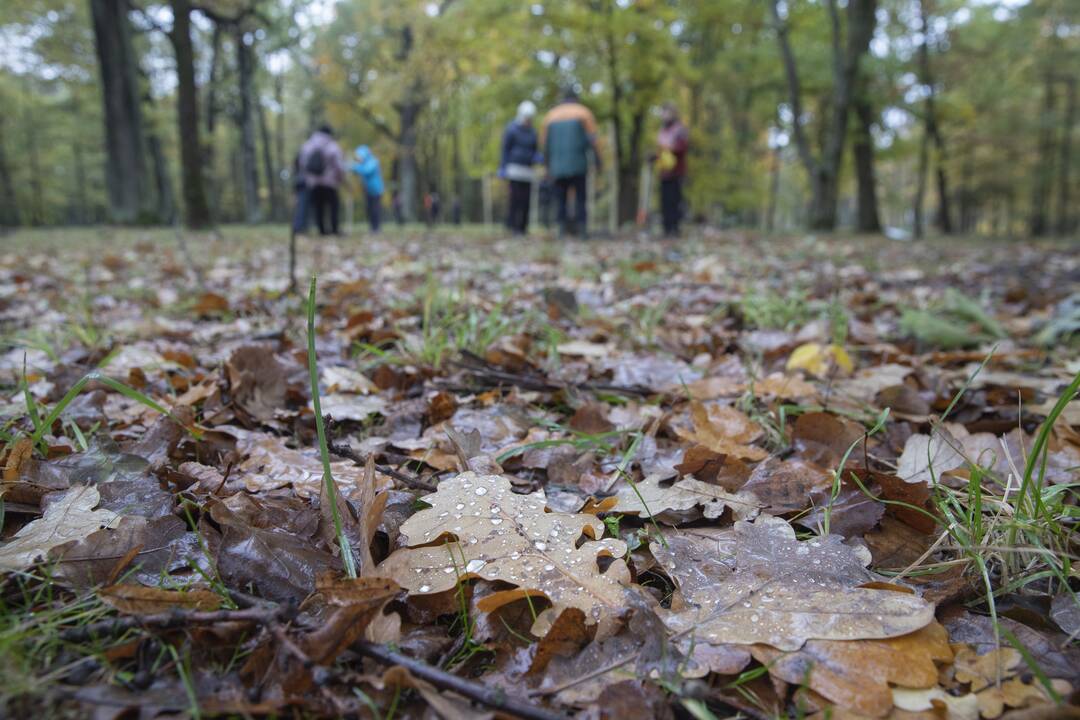 Kauno Ąžuolyno parką papildė nauji medeliai