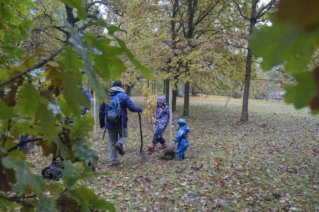 Kauno Ąžuolyno parką papildė nauji medeliai