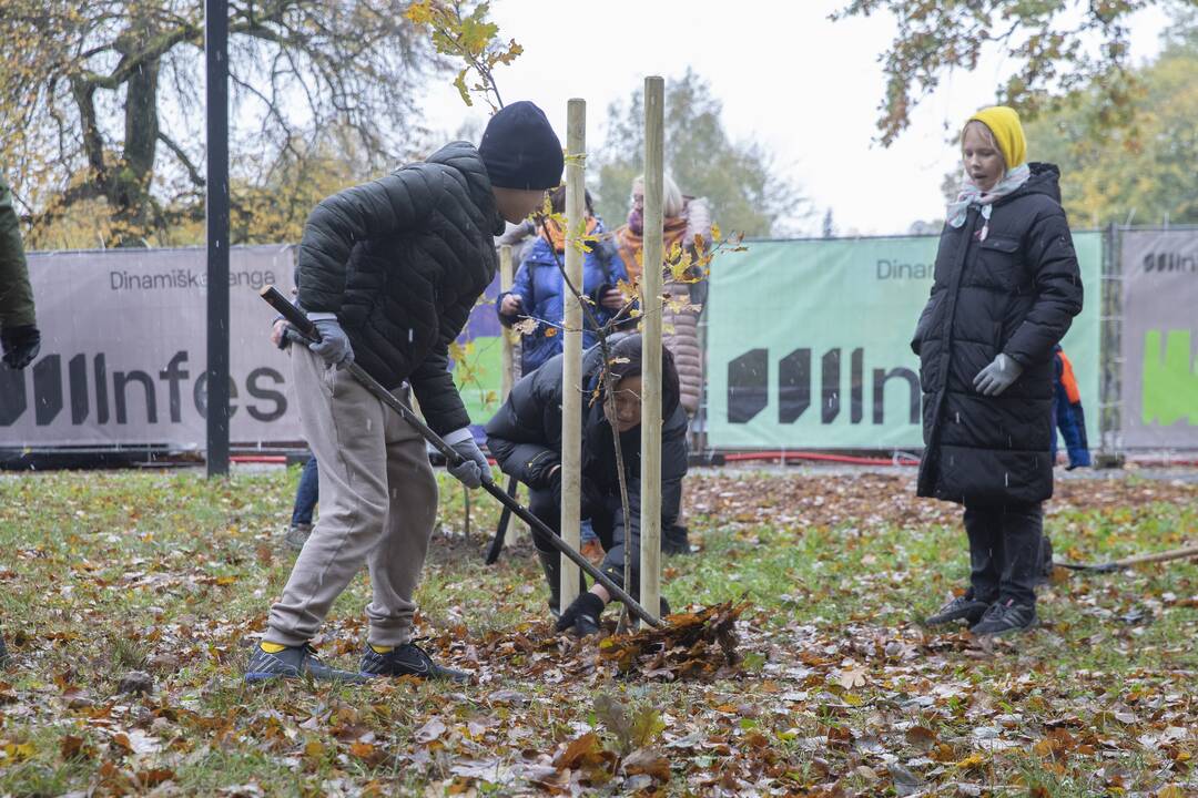 Kauno Ąžuolyno parką papildė nauji medeliai