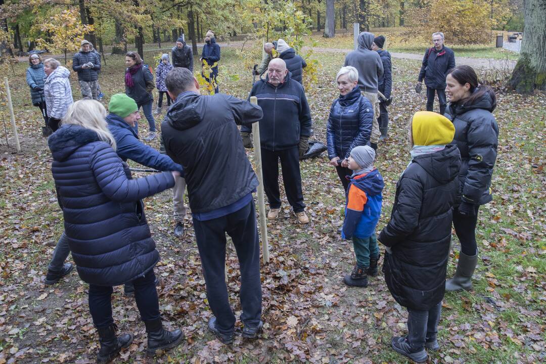 Kauno Ąžuolyno parką papildė nauji medeliai