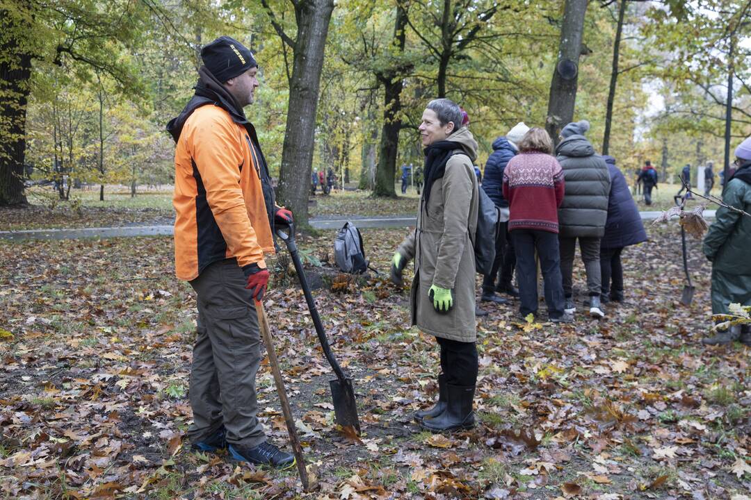 Kauno Ąžuolyno parką papildė nauji medeliai