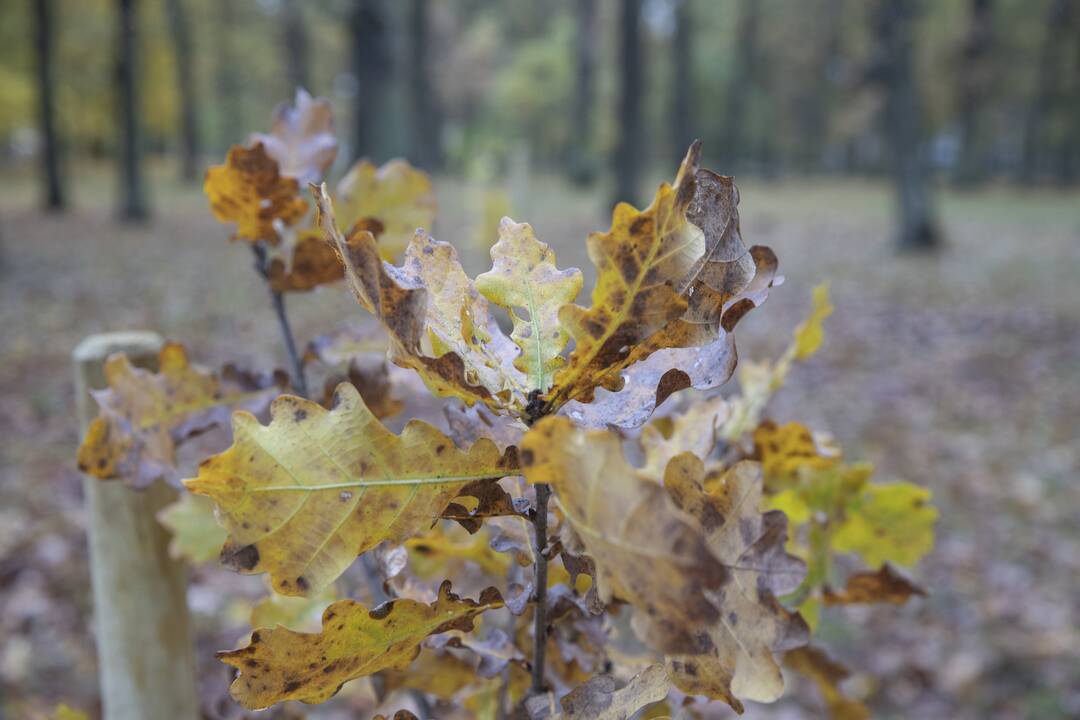 Kauno Ąžuolyno parką papildė nauji medeliai
