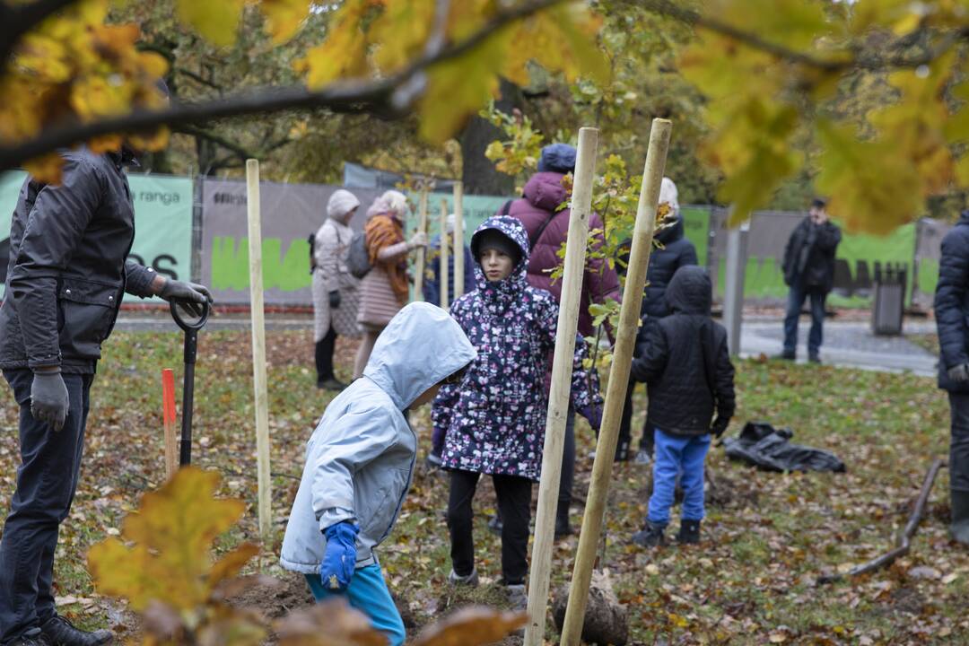 Kauno Ąžuolyno parką papildė nauji medeliai