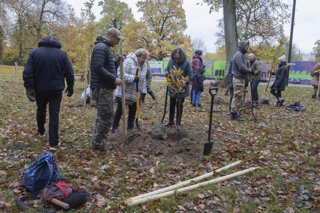 Kauno Ąžuolyno parką papildė nauji medeliai