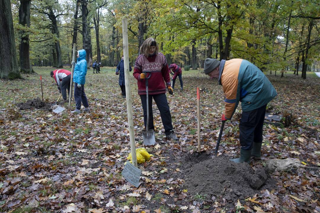 Kauno Ąžuolyno parką papildė nauji medeliai