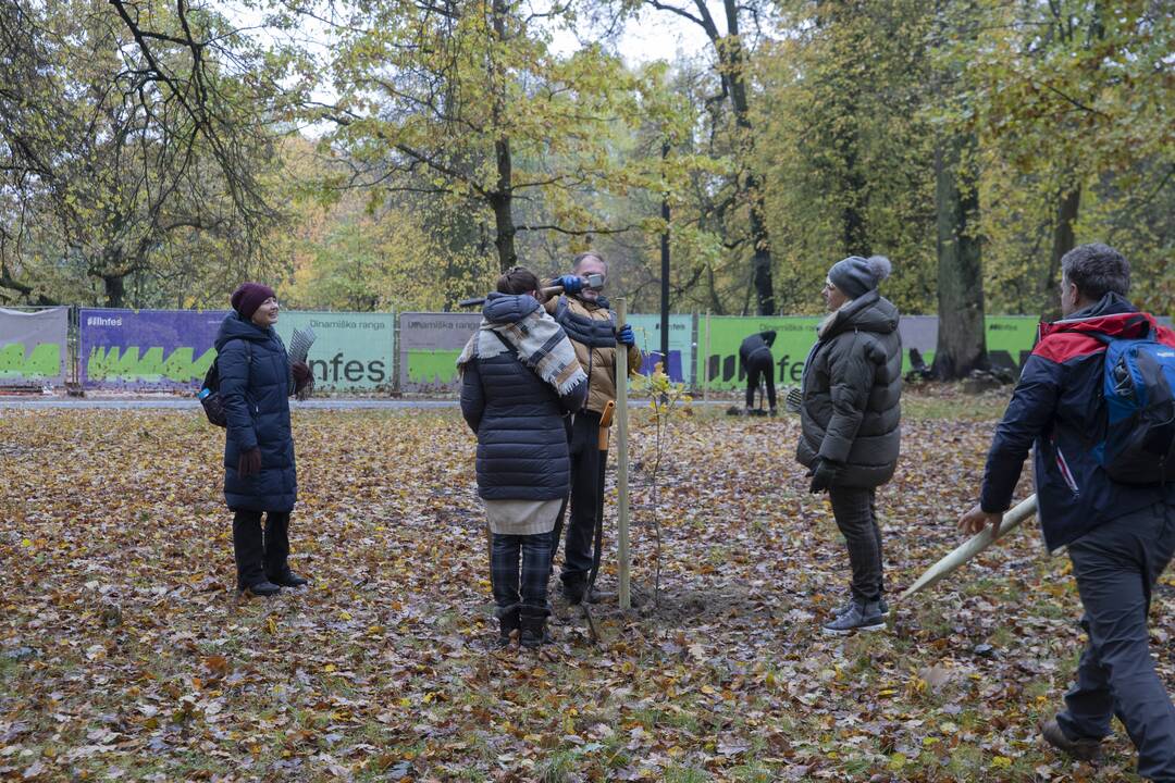 Kauno Ąžuolyno parką papildė nauji medeliai
