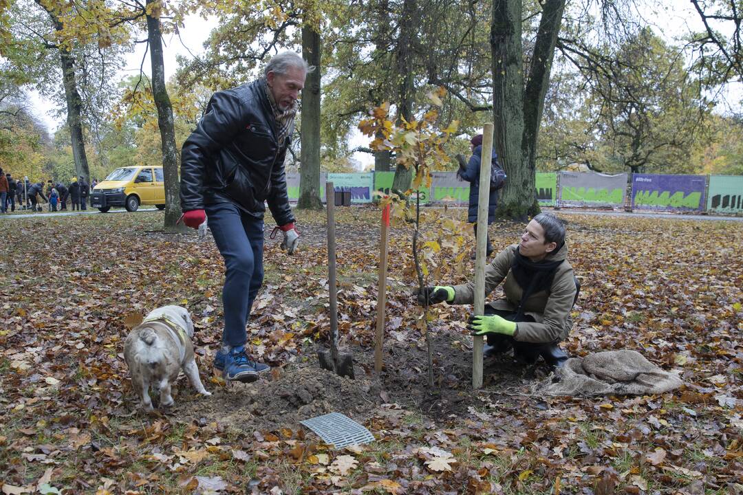 Kauno Ąžuolyno parką papildė nauji medeliai