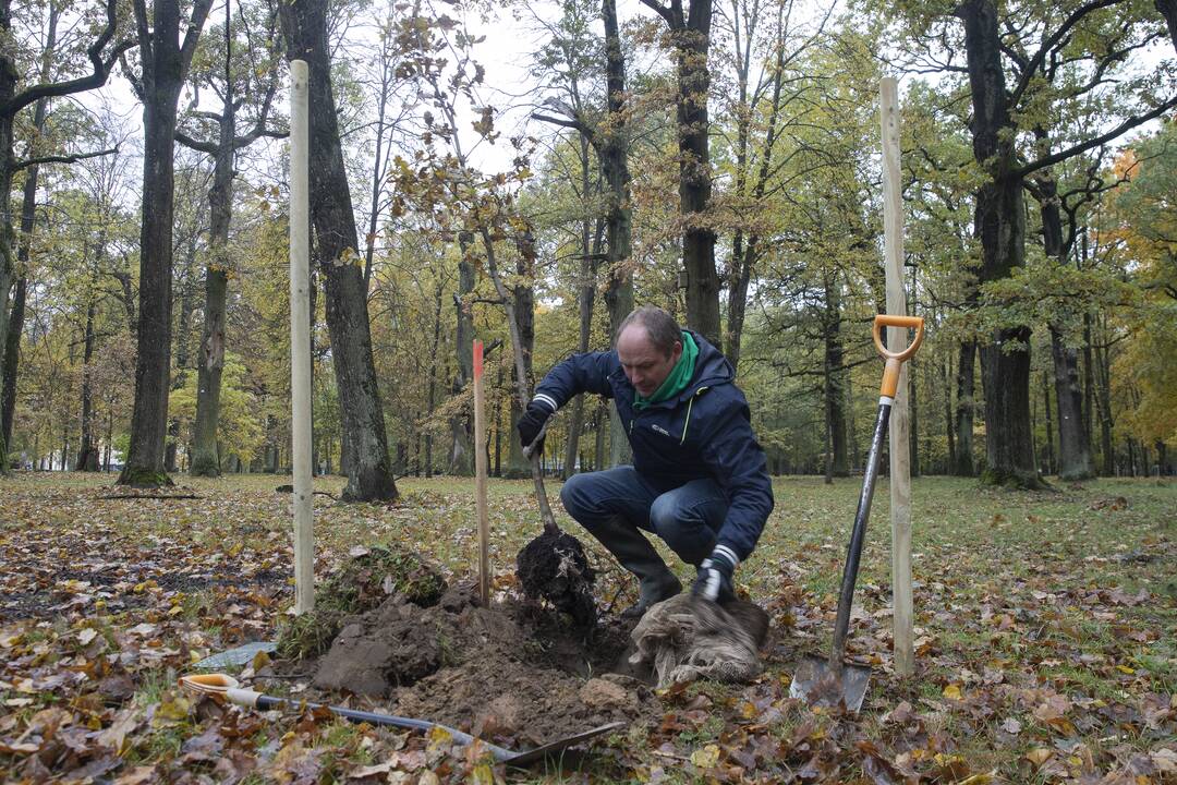 Kauno Ąžuolyno parką papildė nauji medeliai