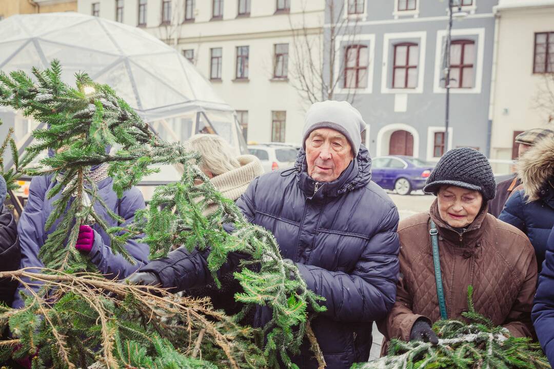 Miškininkai dalino eglių šakas