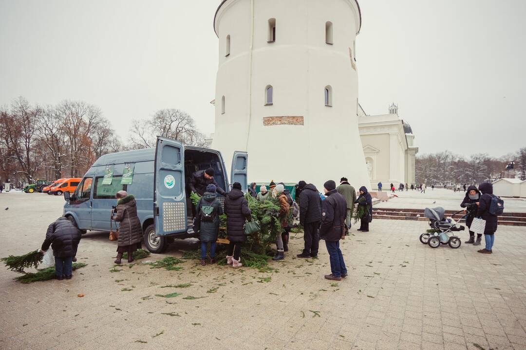 Miškininkai dalino eglių šakas