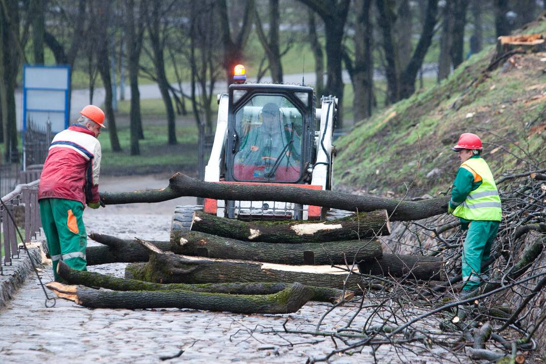 Savivaldybės privalės informuoti gyventojus apie medžių kirtimą, želdynų tvarkymą