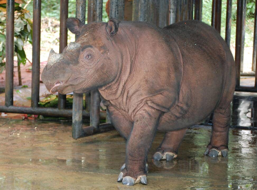 Nugaišo paskutinysis Malaizijos Sumatros raganosis