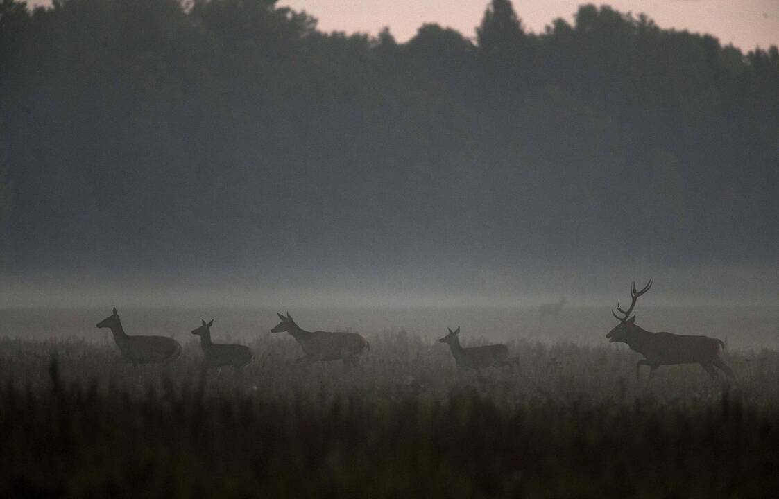 Artėjant bobų vasarai: dar groja žiogai ir vestuves kelia elniai