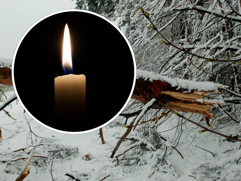 Nelaimė miške: Molėtų rajone medis mirtinai sužalojo jauną vyrą