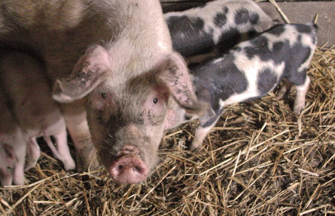Jurbarko rajono fermoje nugaišo 43 kiaulės