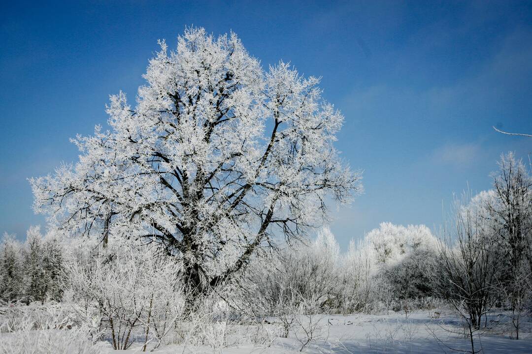 Orai: kuo arčiau savaitgalio, tuo šalčiau 