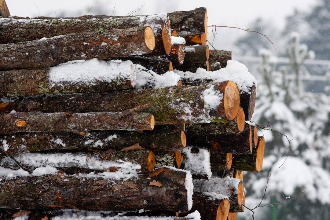 Asociacija piktinasi sunkiasvorių miškavežių leidimais