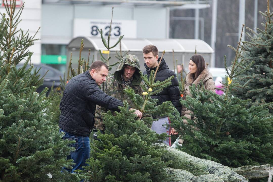 Verslininkai jau pradėjo prekybą eglutėmis