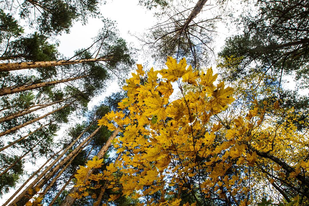 Miškų savininkai dėl liūčių patyrė 30-50 mln. eurų žalą