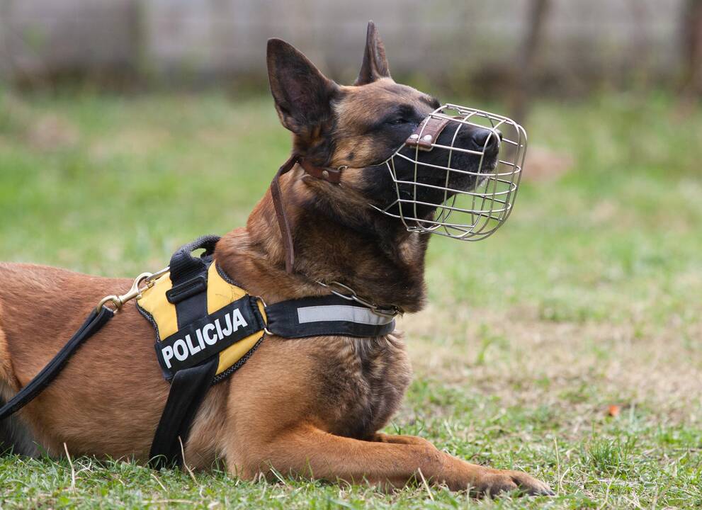 Miške pasislėpusį įtariamąjį surado policijos šuo