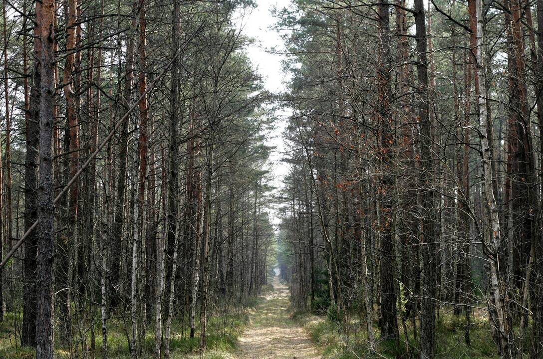 Alytaus rajone medis mirtinai sužalojo darbininką