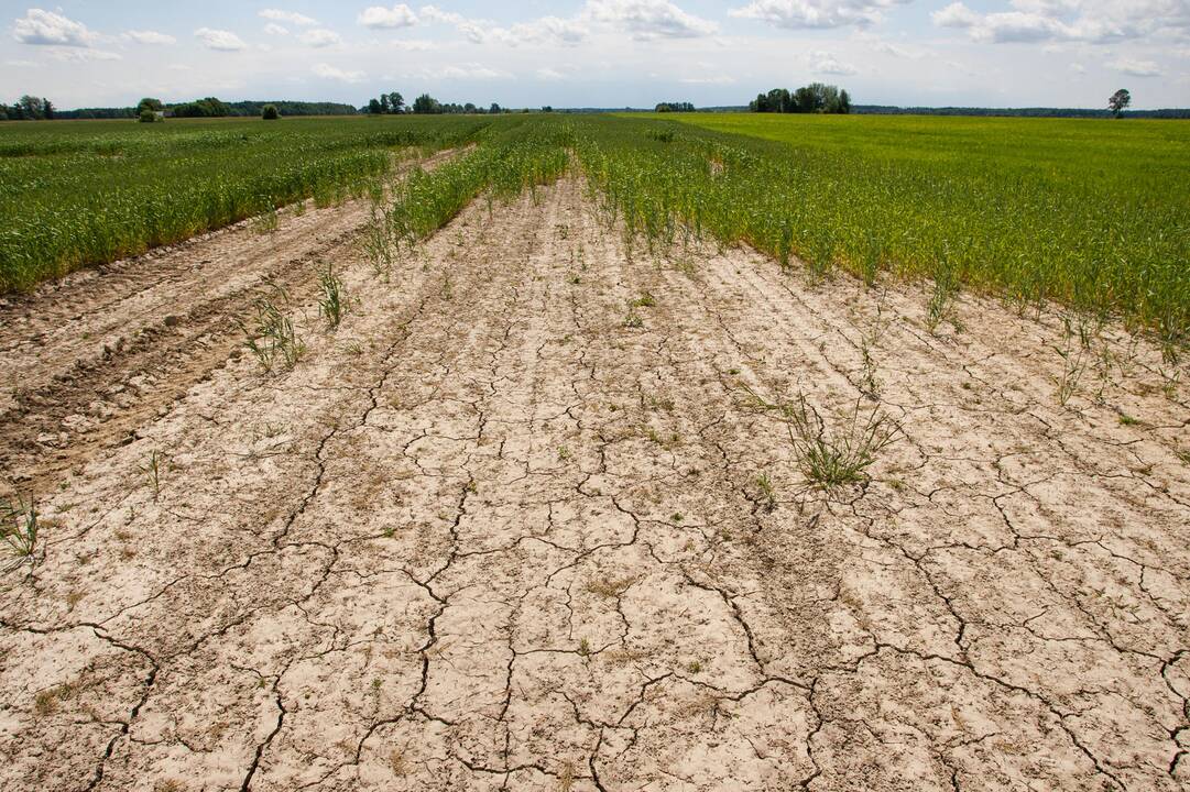 Kai kur Lietuvoje sausra jau pasiekė stichinę ribą