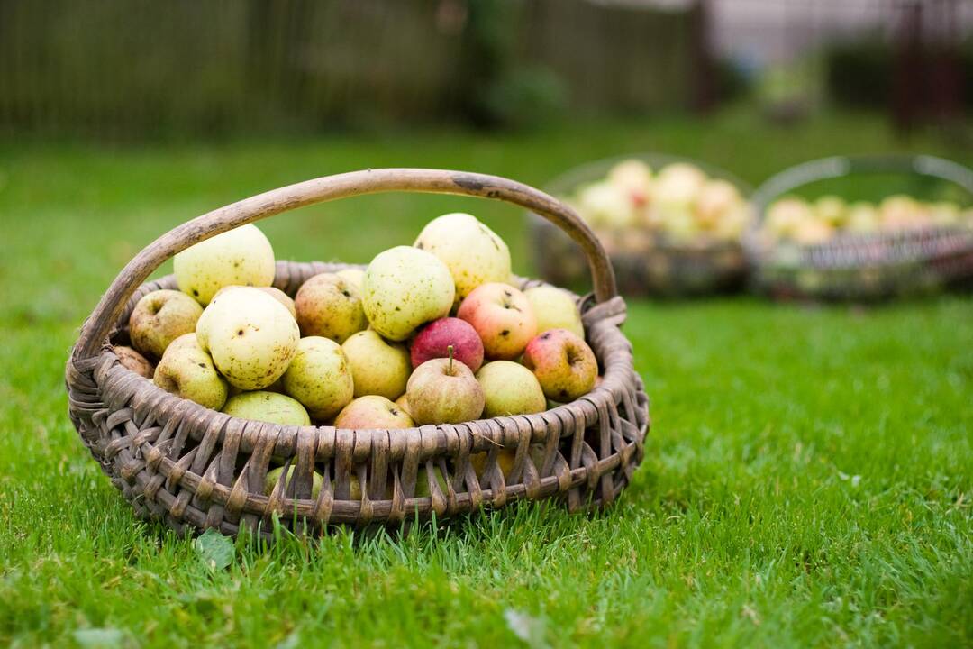 Vagišiai iš svetimo sodo nuskynė apie keturias tonas obuolių