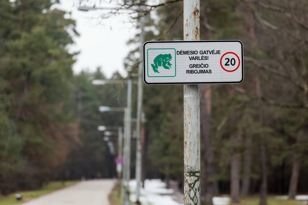 Dėl varlių migracijos – eismo ribojimai