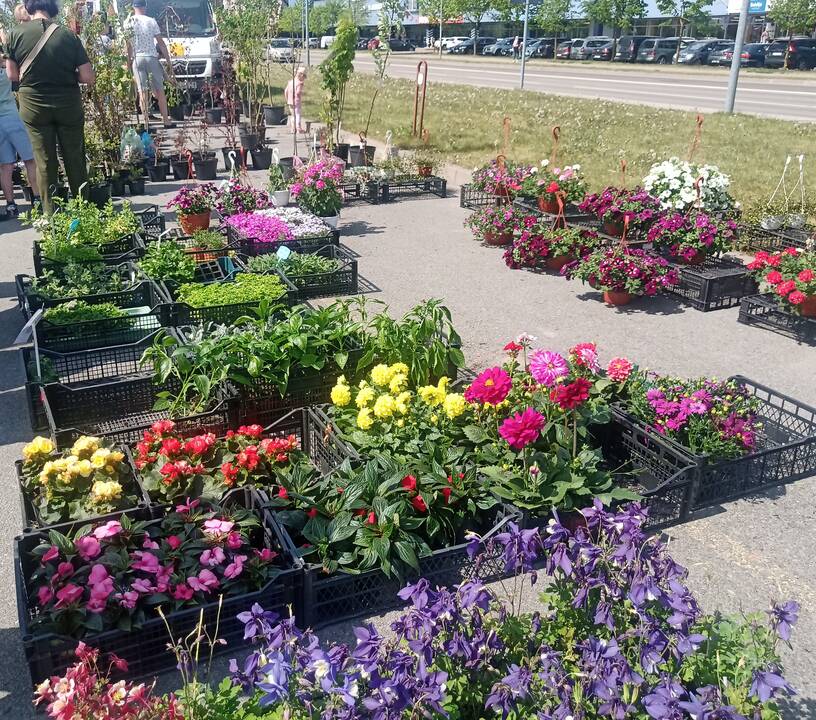 Šeštadienį Klaipėdoje – mugės, miestiečių žygiai, bėgimas