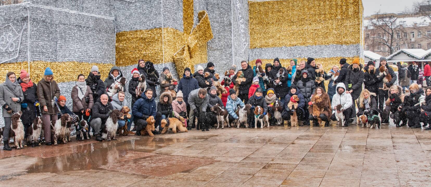 Tradicija: kasmet įvairiuose miestuose prie pagrindinių Kalėdų eglių renkasi spanielių mylėtojai su savo augintiniais.